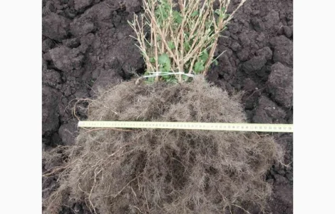 Саджанці смородини сортів Tisel, Tiben та інших