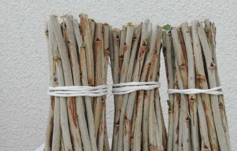 Живці порічки. Черенки порічки. Ровада, Роднеус, Віксне, ДжонкерВанТес