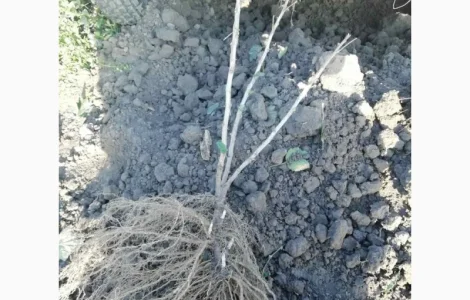 Саджанці порічки.Порічка.Ровада, Роднеус, Віксне, Джонкер Ван Тес. Саджанці порічки