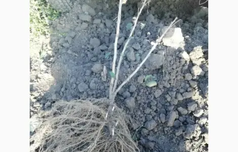 Саженцы красной смородины.Смородина.Ровада