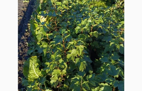 Продам саджанці смородини Вернісаж 2 річної