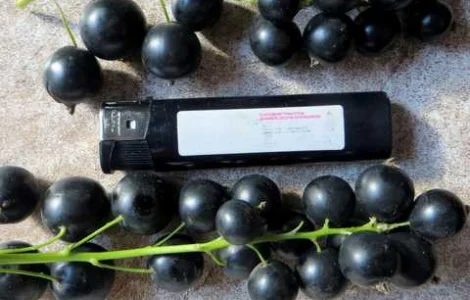 Элитные саженцы смородины: черная, белая, красная - доставка почтой! Оптом и в розницу