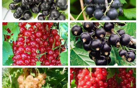 Саджанці смородини: чорна