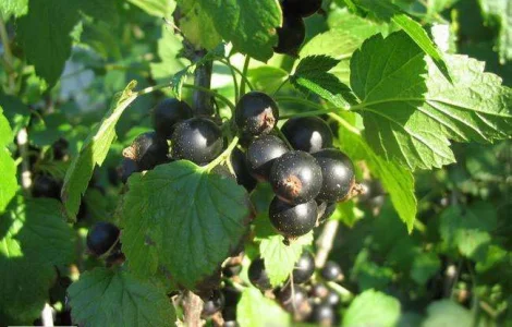 Саджанці смородини