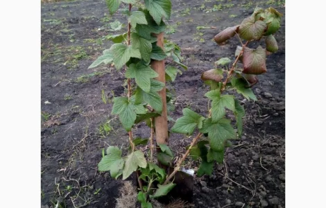 Продам живці однорічні та дворічні саджанці чорної смородини на посадку 2021р