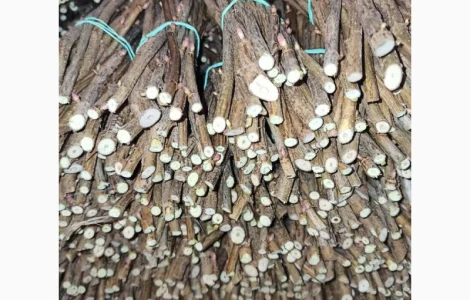 Продам черенки та саджанці чорної смородини