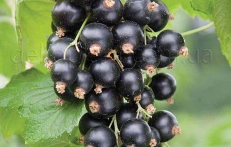Двохрічні садженці чорної смородини Черешнева