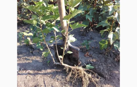 Продам саджанці смородини та живці сорта найкращої Української та зарубіжної селекції