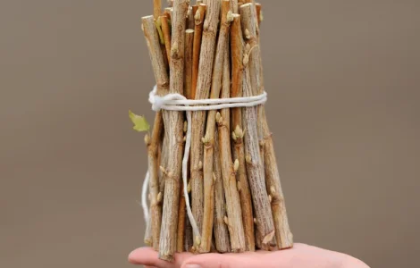 Продам живці смородини срт Гоферт