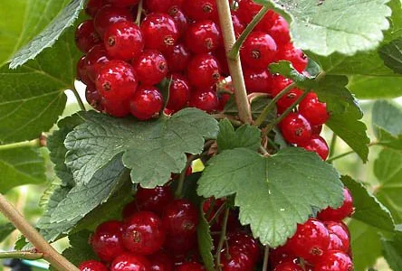 Пропонуються саджанці смородини різних сортів