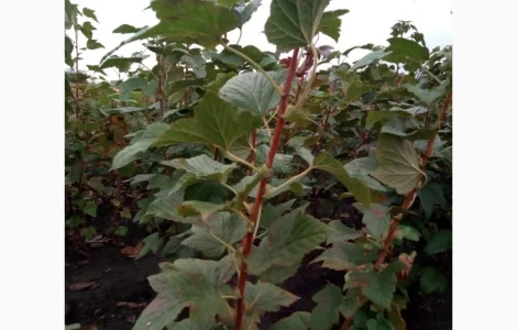 Підприємство реалізує саджанці та живці черенки смородини