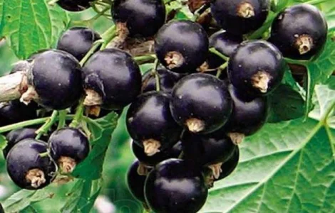 Підприємство реалізує саджанці смородини чорної сорти невибагливі