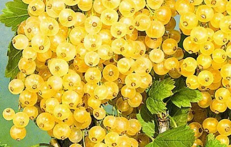 Смородина біла "Імператорська" - рання, біла, великоплідна (2-х річний саджанець)