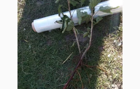 Продаю саженцы черной и красной смородины