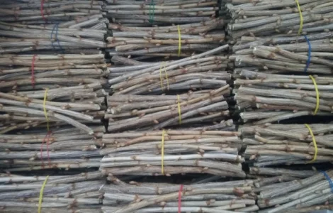 Живці та саджанці чорної смородини