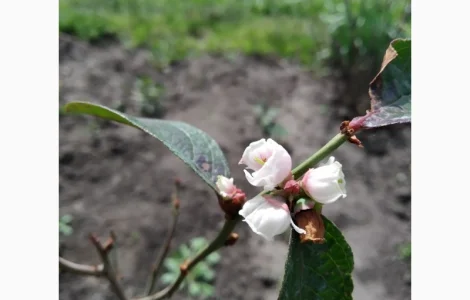 Барбарис черноплодный корейский. 2-хгодичные саженцы