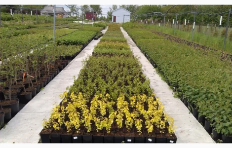 Литература по агрономии: как выращивать ягодные растения