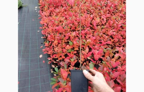 Чорна горобина. Аронія сорт Галіціянка. Саджанці аронії оптом