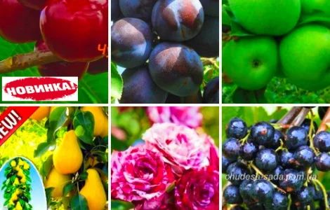 Элитные саженцы плодово-ягодных культур – более 1200 сортов в продаже