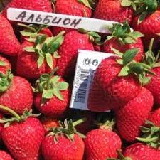 Саженцы клубники на весну 2026 года