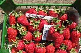 Саженцы клубники, малины, смородина, крыжовник, жимолость, кизил, ежевика