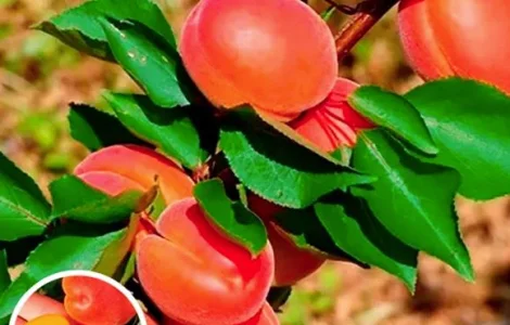 Саженцы яблонь на весну 2026 года