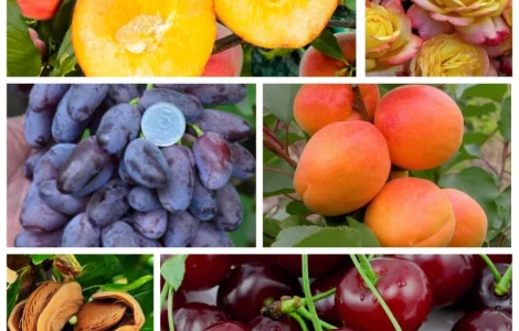 Саджанці поштою по всій Україні від виробника! Великий асортимент сортів оптом і в роздріб