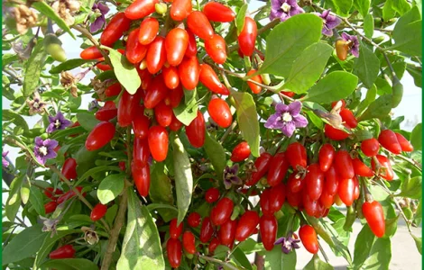 Годжи сортовой красный, желтый, оранжевый кусты и черенки на укоренение дешево