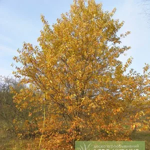 Саджанці черемхи та інших дерев
