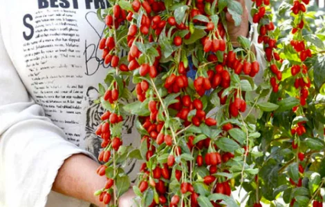 Годжи саженцы сортовой (1-2-3х летние) - пять сортов