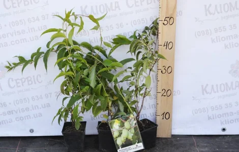 Продаются саженцы актинидии (женские) - сорта в описании