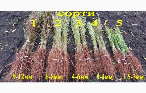 Підщепа АЛИЧА для щеплення саджанців Летичівського плодорозсадника