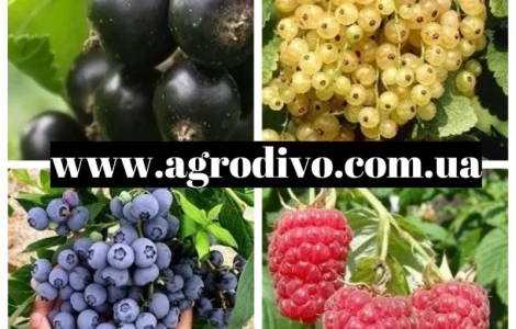 Саженцы малины высшего качества