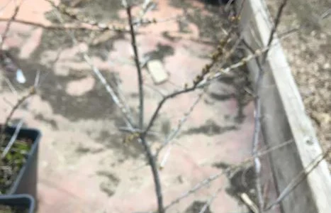 Облепиха с ЗКС