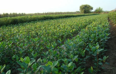 Продаются саженцы черноплодной рябины (арония)