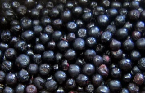 Продам саженцы черноплодной рябины (арония)