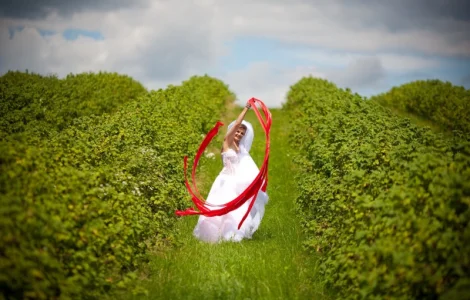 Саженцы черной смородины высокого качества