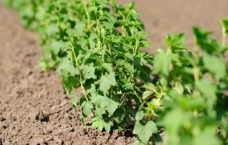 Продаются саженцы смородины