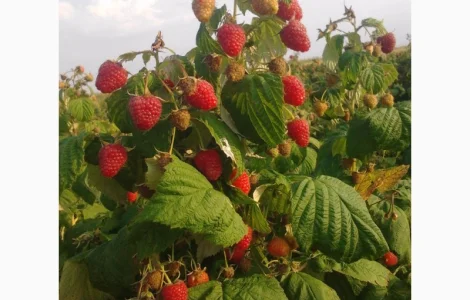Саджанці малини та полуниці