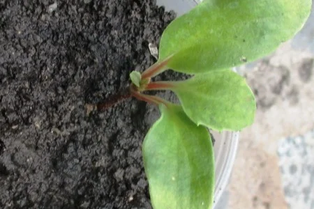 Лимонник китайский