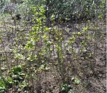 Саженцы черноплодной рябины (аронии) в продаже