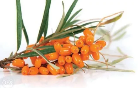 Саженцы облепихи Великан - качественные и продуктивные