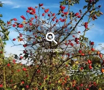 Саджанці шипшини - крупноплідні та високоврожайні