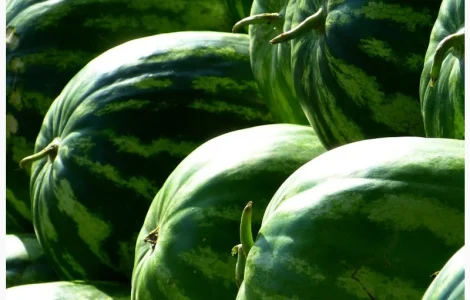 Насіння кавуна Скарб, 1 кг