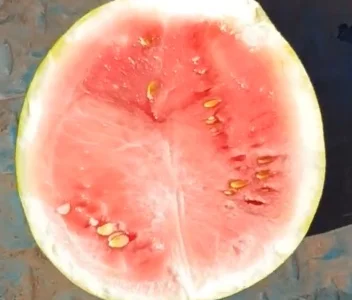 Насіння кавуна Чумак, 1 кг