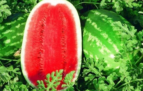 Продается семена арбуза Триумф F1 от производителя Sais