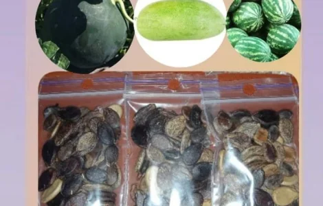 Посадкове насіння кавун