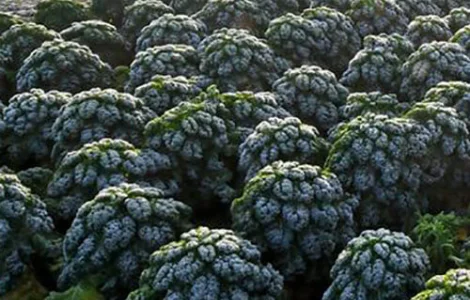 Продам семена капусты Кале Зимний Бремен