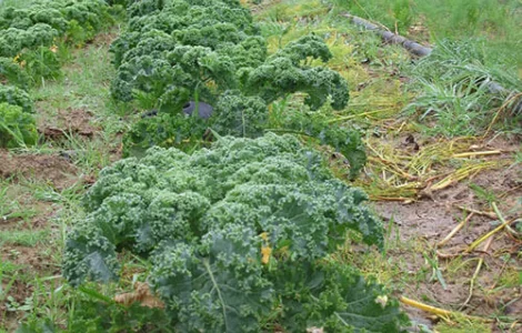 Продам семена капусты Кале Луговой жаворонок