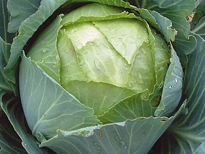 Капуста Амагер